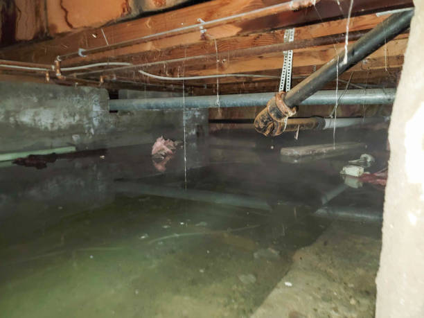 Best Water damage cleanup near me  in Wainaku, HI
